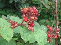 14-08-05canon_041