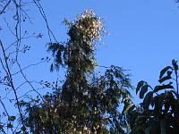 12-12-05canon_003