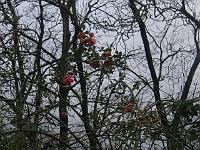 24-12-05canon_068
