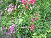copy_of_270704_009