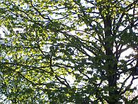 08-05-05kodak_030