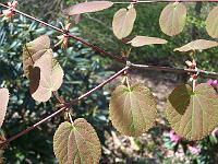 08-05-05kodak_254