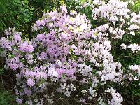 18-05-05kodak_031