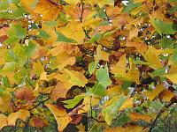 04-11-05canon_052