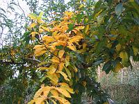 04-11-05canon_057
