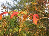 08-11-05canon_012