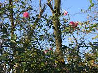09-11-05canon_003