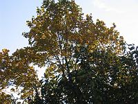 09-11-05canon_010