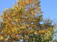 09-11-05canon_013