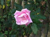 10-11-05canon_035
