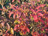 16-11-05canon_003