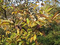 26-11-05canon_007