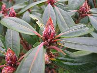 27-11-05canon_037