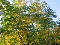 11-10-05canon_004