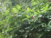 09-09-05canon_039