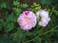 10-09-05canon_079