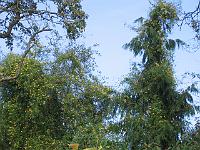 10-09-05canon_087