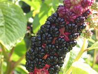 12-09-05canon_014