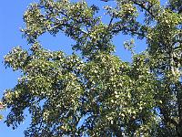 17-09-05canon_070