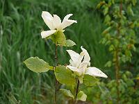 2015-05-28-08-43-26