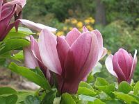 31-05-05canon_088