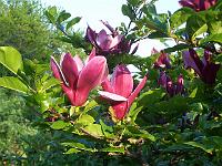 magnolia-nigra