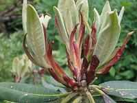 01-06-05canon_262