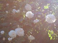 26-06-05kodak_057