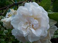 07-07-05kodak_247
