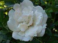 11-07-05kodak_059