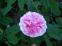 rosa_blush_hip
