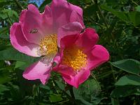 27-06-05kodak_254
