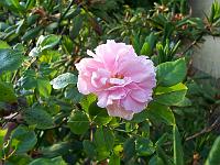 rosa_gerbe_rose