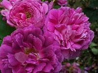 rosa_great_western