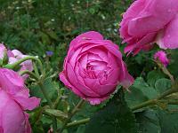 rosa_louise_odier