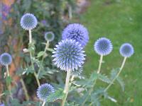 15-08-05canon_062