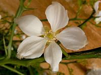 poncirus