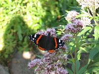 15-08-05canon_116