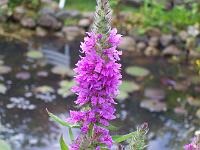lythrum_salicaria_-_kattehale